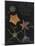 Echinoderms-Philip Henry Gosse-Mounted Giclee Print