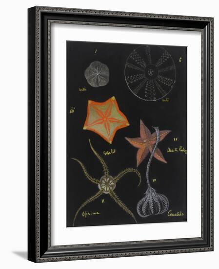 Echinoderms-Philip Henry Gosse-Framed Giclee Print