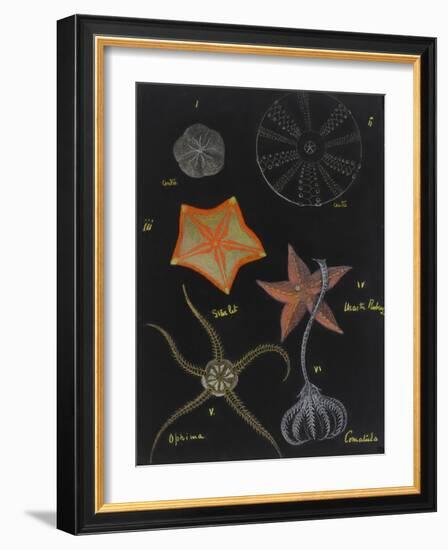 Echinoderms-Philip Henry Gosse-Framed Giclee Print
