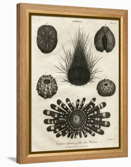 Echinus, or Sea Urchin-J Chapman-Framed Stretched Canvas