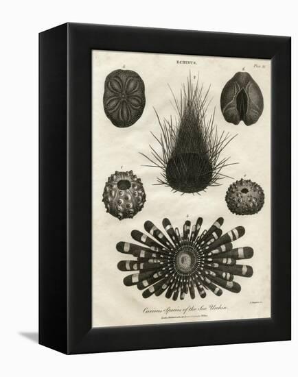 Echinus, or Sea Urchin-J Chapman-Framed Stretched Canvas