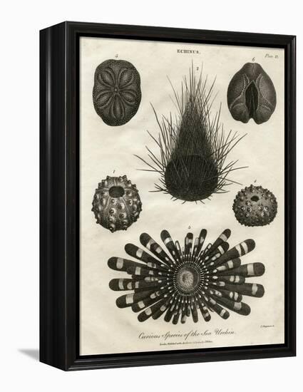 Echinus, or Sea Urchin-J Chapman-Framed Stretched Canvas
