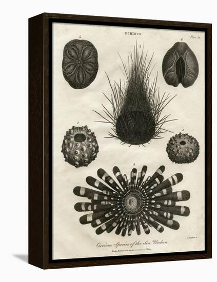 Echinus, or Sea Urchin-J Chapman-Framed Stretched Canvas