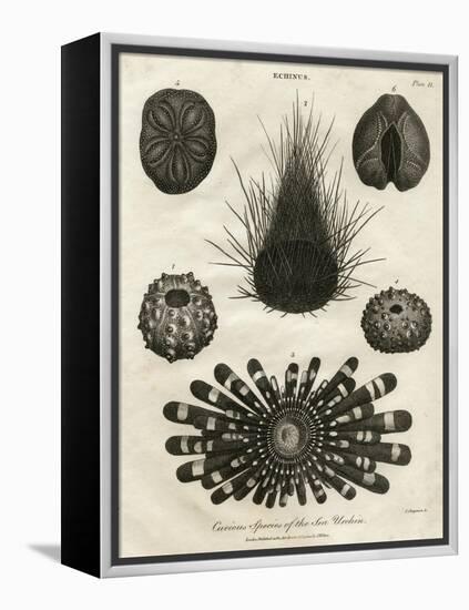 Echinus, or Sea Urchin-J Chapman-Framed Stretched Canvas