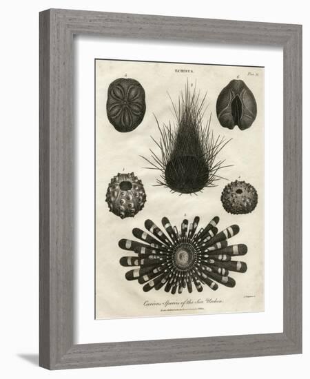 Echinus, or Sea Urchin-J Chapman-Framed Art Print