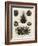 Echinus, or Sea Urchin-J Chapman-Framed Art Print