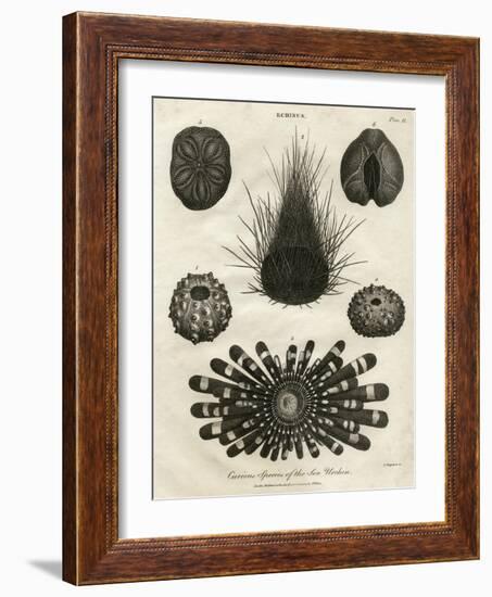 Echinus, or Sea Urchin-J Chapman-Framed Art Print