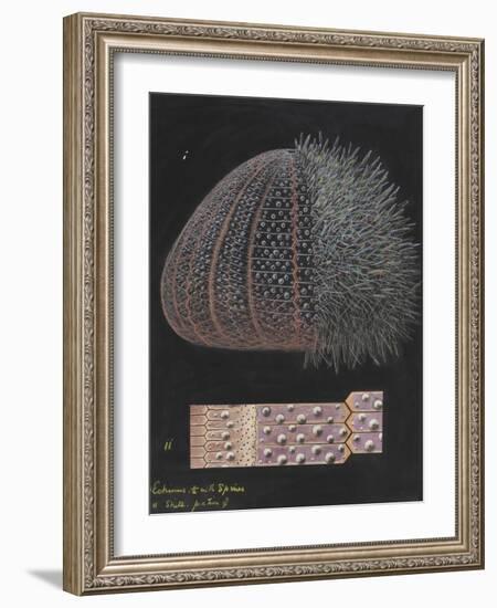 Echinus: Sea Urchin-Philip Henry Gosse-Framed Giclee Print