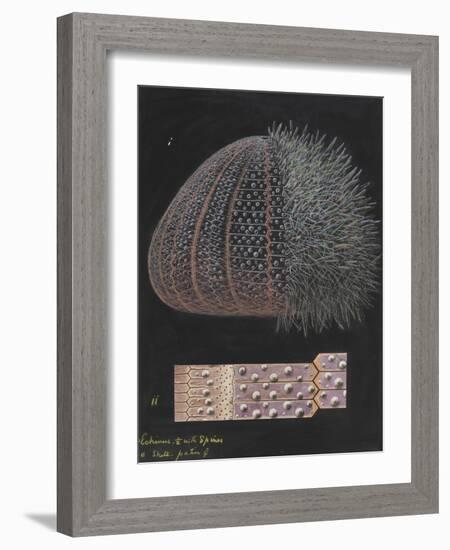 Echinus: Sea Urchin-Philip Henry Gosse-Framed Giclee Print