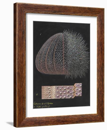 Echinus: Sea Urchin-Philip Henry Gosse-Framed Giclee Print