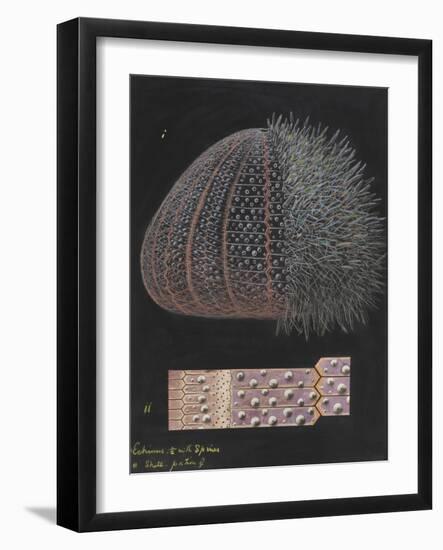 Echinus: Sea Urchin-Philip Henry Gosse-Framed Giclee Print