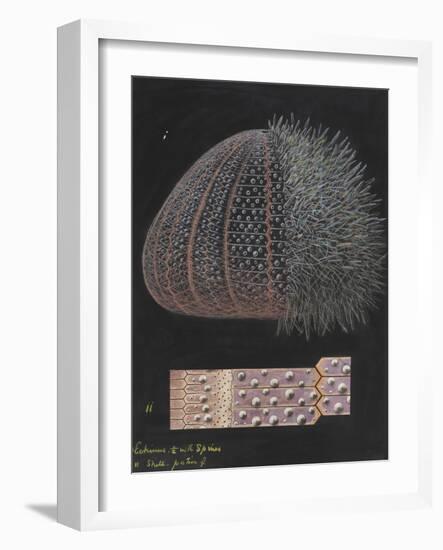 Echinus: Sea Urchin-Philip Henry Gosse-Framed Giclee Print