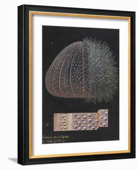 Echinus: Sea Urchin-Philip Henry Gosse-Framed Giclee Print