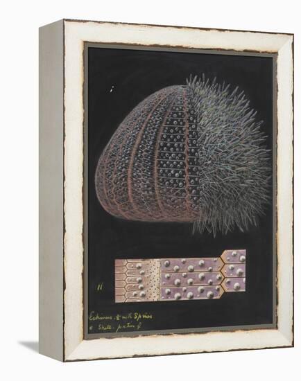 Echinus: Sea Urchin-Philip Henry Gosse-Framed Premier Image Canvas