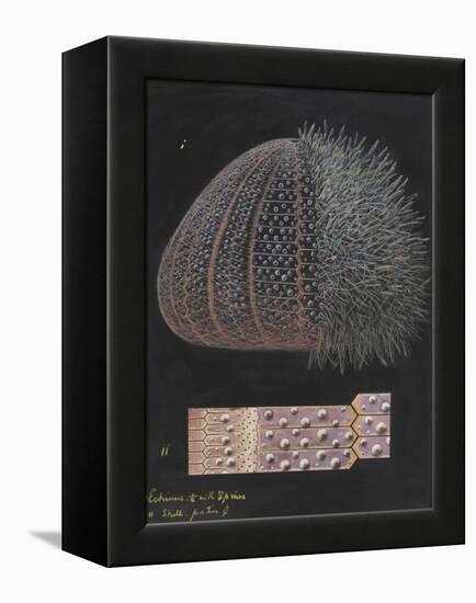 Echinus: Sea Urchin-Philip Henry Gosse-Framed Premier Image Canvas