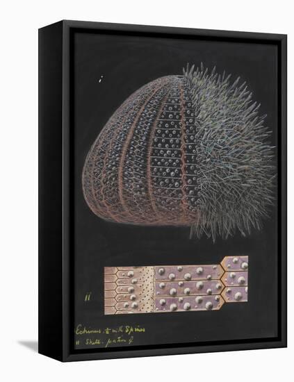 Echinus: Sea Urchin-Philip Henry Gosse-Framed Premier Image Canvas