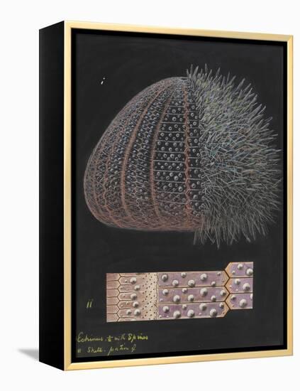 Echinus: Sea Urchin-Philip Henry Gosse-Framed Premier Image Canvas