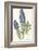 Echium Fastuosum-null-Framed Art Print