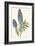 Echium Fastuosum-null-Framed Art Print