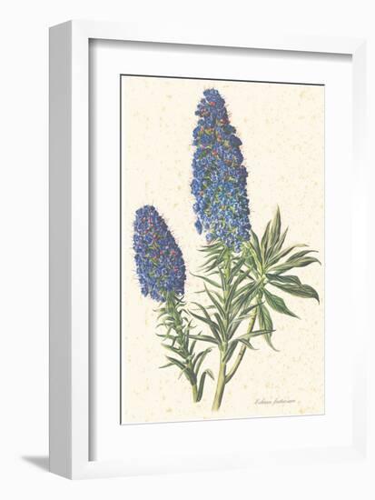 Echium Fastuosum-null-Framed Art Print