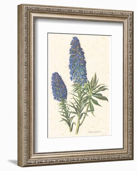 Echium Fastuosum-null-Framed Art Print