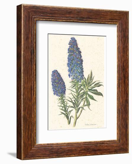 Echium Fastuosum-null-Framed Art Print