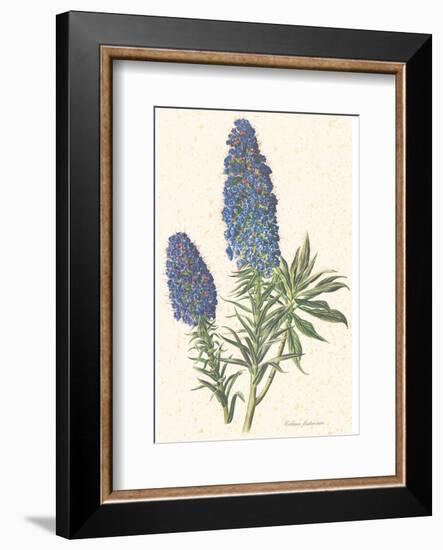 Echium Fastuosum-null-Framed Art Print