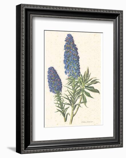 Echium Fastuosum-null-Framed Art Print