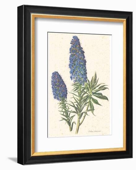 Echium Fastuosum-null-Framed Art Print