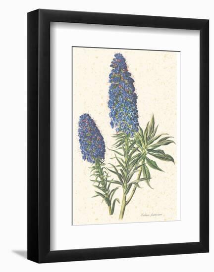 Echium Fastuosum-null-Framed Art Print