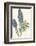 Echium Fastuosum-null-Framed Art Print