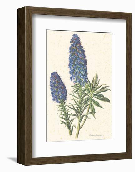 Echium Fastuosum-null-Framed Art Print