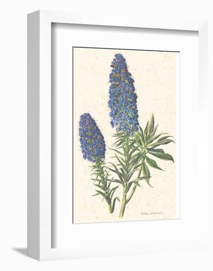 Echium Fastuosum-null-Framed Art Print