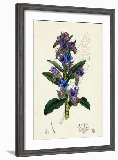 Echium Vulgare Common Viper's-Bugloss-null-Framed Giclee Print