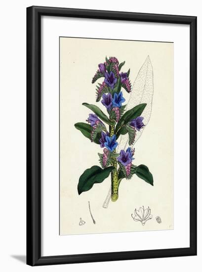 Echium Vulgare Common Viper's-Bugloss-null-Framed Giclee Print