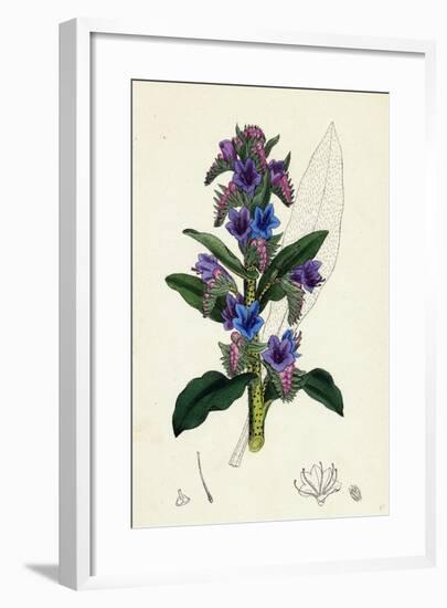 Echium Vulgare Common Viper's-Bugloss-null-Framed Giclee Print