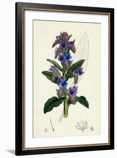 Echium Vulgare Common Viper's-Bugloss-null-Framed Giclee Print