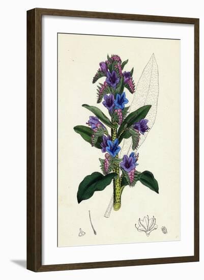 Echium Vulgare Common Viper's-Bugloss-null-Framed Giclee Print