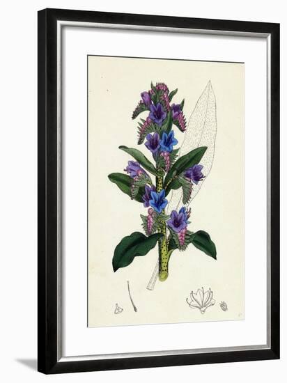 Echium Vulgare Common Viper's-Bugloss-null-Framed Giclee Print