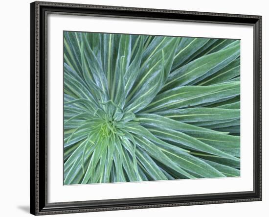 Echium, Wellington Botanical Gardens, North Island, New Zealand-Rob Tilley-Framed Photographic Print