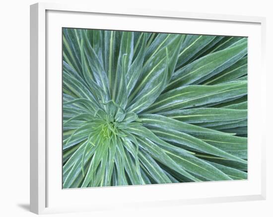 Echium, Wellington Botanical Gardens, North Island, New Zealand-Rob Tilley-Framed Photographic Print