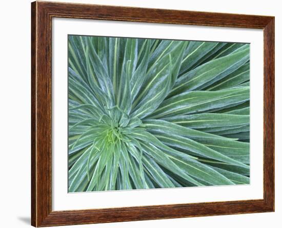 Echium, Wellington Botanical Gardens, North Island, New Zealand-Rob Tilley-Framed Photographic Print