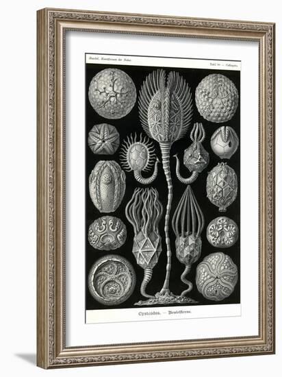 Echnoderms-Ernst Haeckel-Framed Art Print