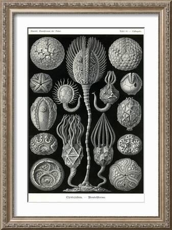 Art Forms of Nature, Arachnida (Spiders), Ernst Haeckel Artwork, Canvas Art, Gallery Quality Decor, Hang Ready, Size: 12x18 Stretched Canvas