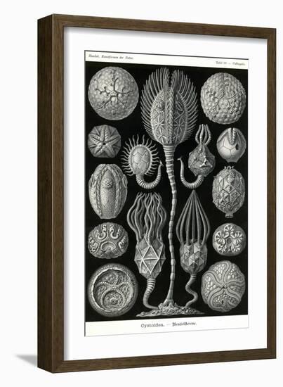 Echnoderms-Ernst Haeckel-Framed Art Print