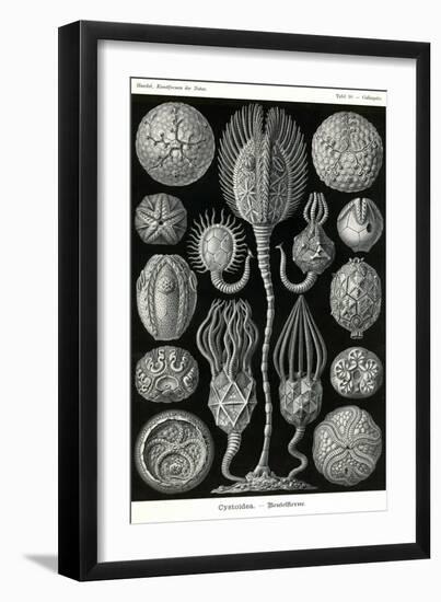 Echnoderms-Ernst Haeckel-Framed Art Print