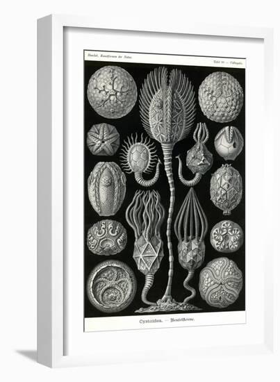 Echnoderms-Ernst Haeckel-Framed Art Print