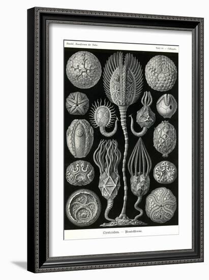 Echnoderms-Ernst Haeckel-Framed Art Print