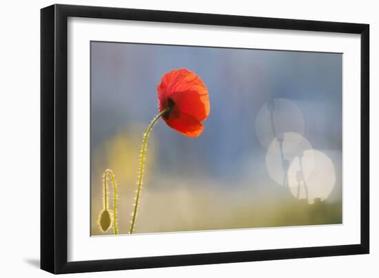 Echoes-Roeselien Raimond-Framed Photographic Print