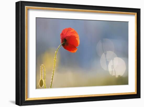 Echoes-Roeselien Raimond-Framed Photographic Print